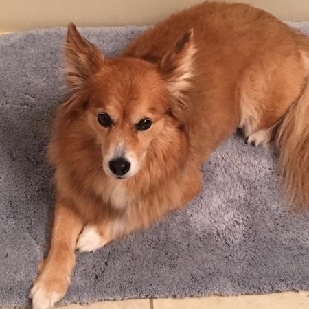 Karen's pet dog sitting on carpet